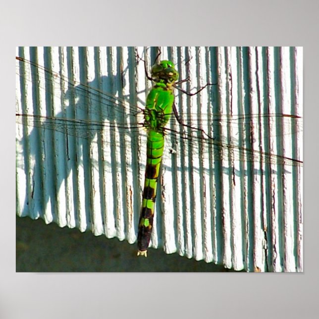 Bright Grönt Dragonfly Close Nature Poster (Framsidan)