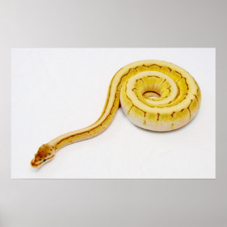 Bright Gult Boll Python Poster