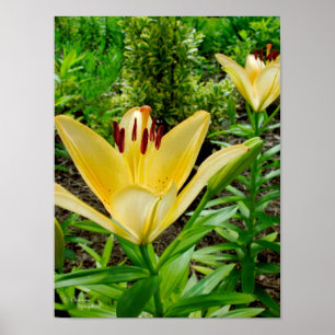 Bright Gult Lilies Poster