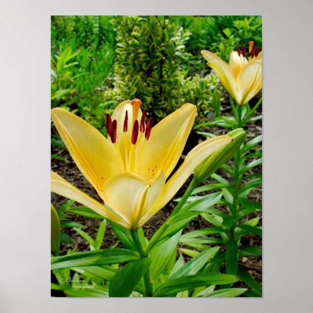 Bright Gult Lilies Poster (Framsidan)
