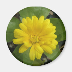 Bright Gult Marigold Magnet