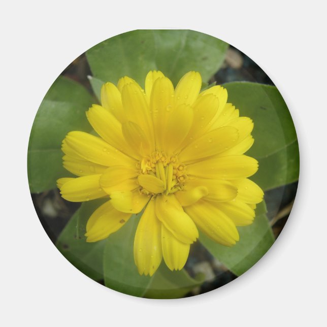 Bright Gult Marigold Magnet (Framsidan)