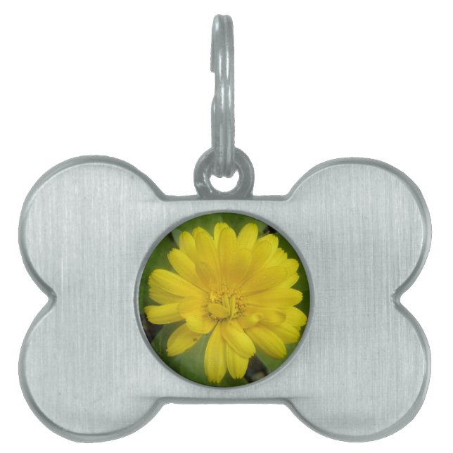 Bright Gult Marigold Pet-tagg Namnbricka Husdjur (Framsidan)