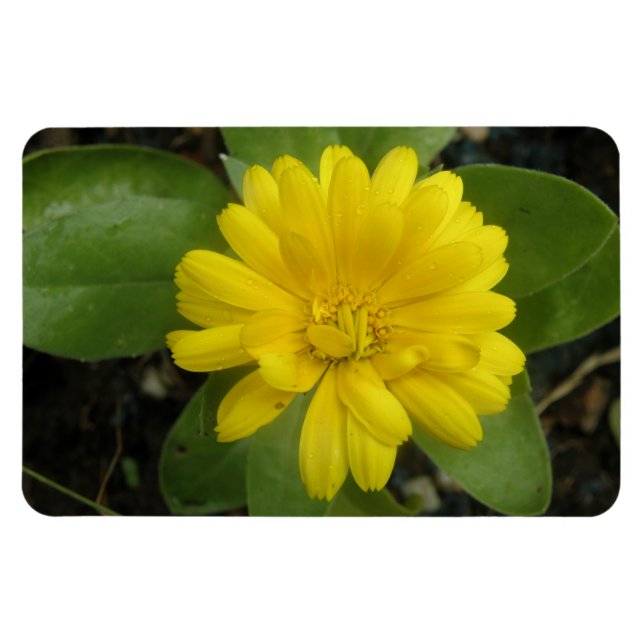 Bright Gult Marigold Premium Magnet (Horisontell)