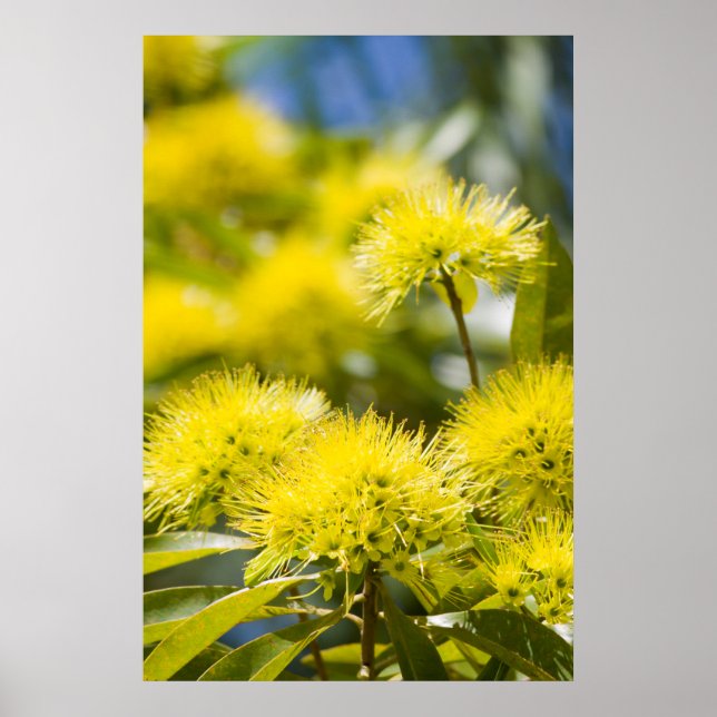 Bright Gult Wattle Träd Poster (Framsidan)