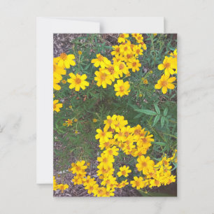 Bright Gult Wildblomma in Natural Garden Vykort