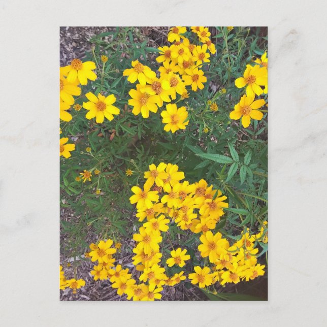 Bright Gult Wildblomma in Natural Garden Vykort (Framsida)