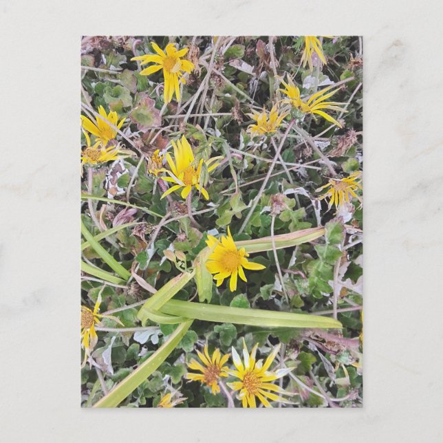 Bright Gult Wildblommor i Naturskugga Vykort (Framsida)