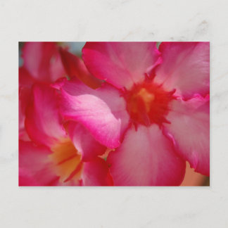 Bright Jamaica Vykort