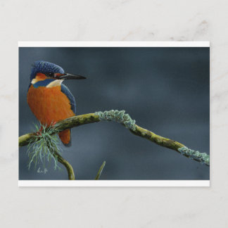 Bright Kingfisher-gåvor Vykort