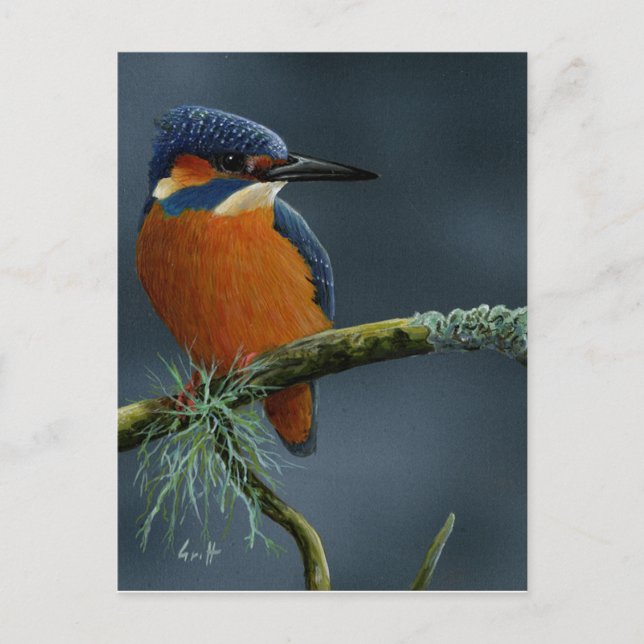 Bright Kingfisher-gåvor Vykort (Framsida)