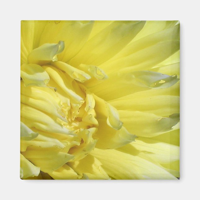 Bright, Lemon Gult Dahlia Magnet (Framsidan)