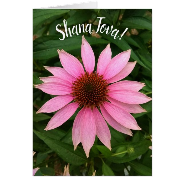 Bright Lila Coneflower Rosh Hashanah Card Hälsningskort (Framsidan)