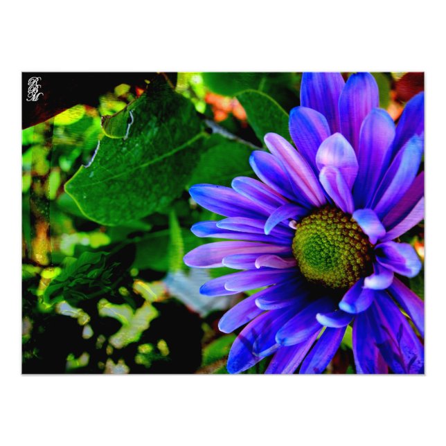 Bright Lila Flower Fototryck (Framsidan)