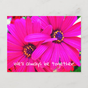 Bright Lila Garden Flowers Osteospermum Vykort