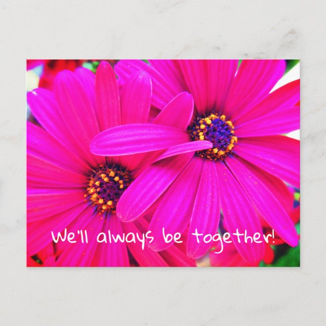 Bright Lila Garden Flowers Osteospermum Vykort (Framsida)