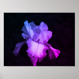 Bright Lila Iris på Mörkens bakgrundsfoto Poster