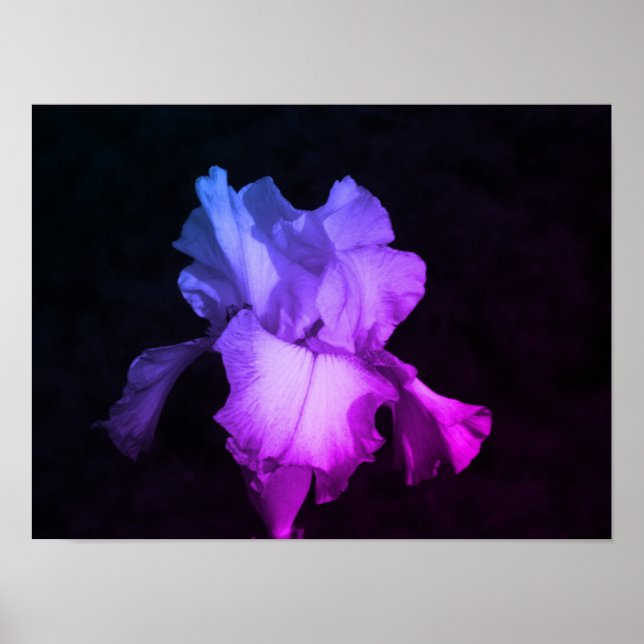Bright Lila Iris på Mörkens bakgrundsfoto Poster (Framsidan)