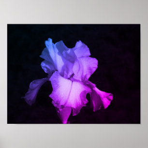 Bright Lila Iris på Mörkens bakgrundsfoto Poster