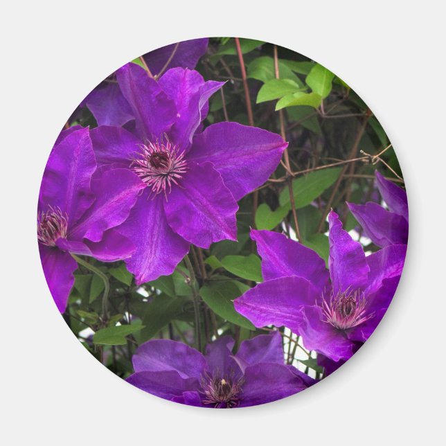 Bright Lila Jackmanii Clematis Vine Magnet (Framsidan)