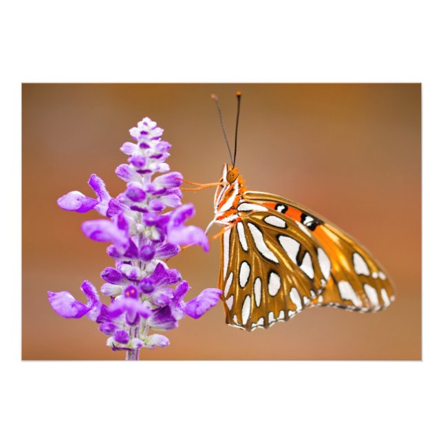 Bright Orange Bukt Fritillary Butterfly Fototryck (Framsidan)