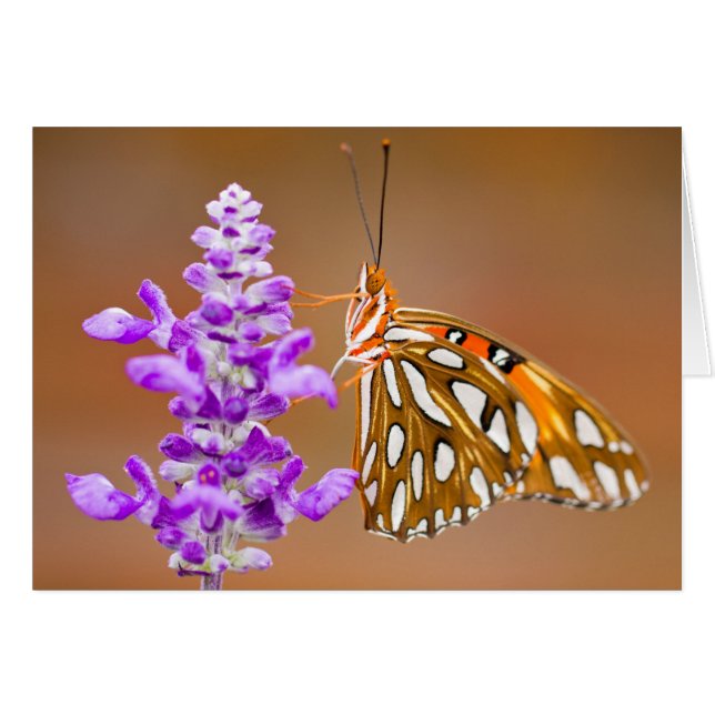 Bright Orange Bukt Fritillary Butterfly Hälsningskort (Framsidan Horizontal)