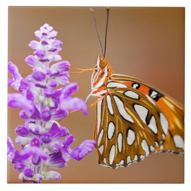 Bright Orange Bukt Fritillary Butterfly Kakelplatta (Framsidan)