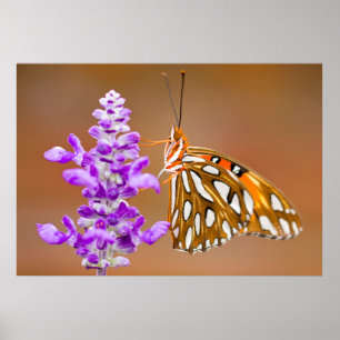 Bright Orange Bukt Fritillary Butterfly Poster