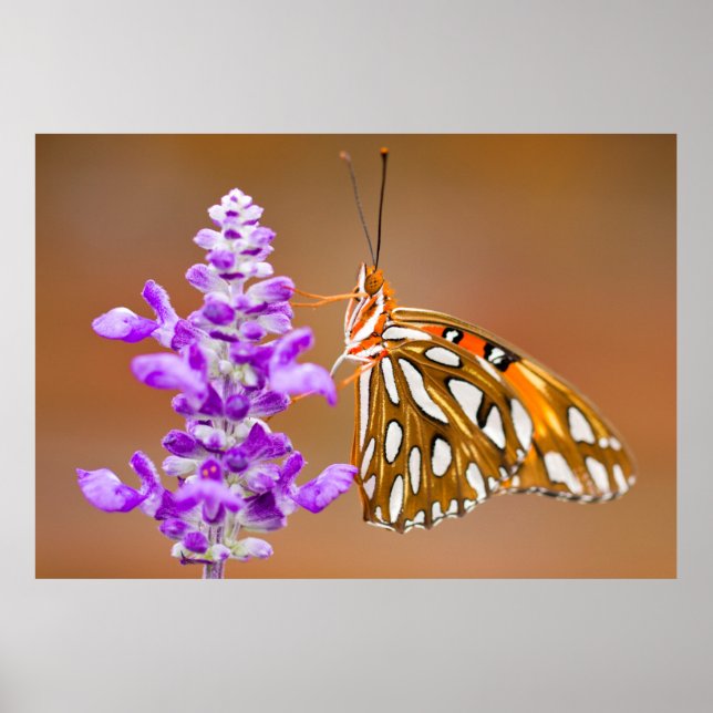 Bright Orange Bukt Fritillary Butterfly Poster (Framsidan)