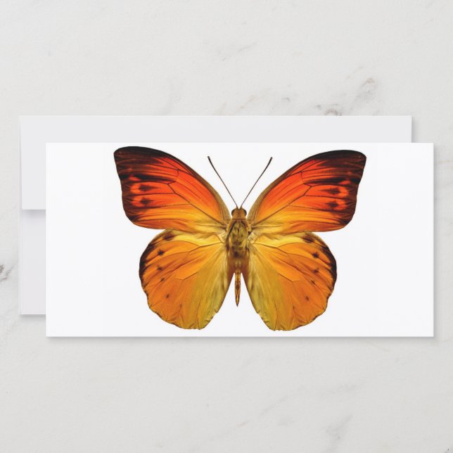 Bright Orange Butterfly (Framsida)