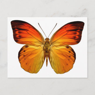 Bright Orange Butterfly Vykort