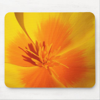 Bright Orange California Poppy Center med stamens Musmatta