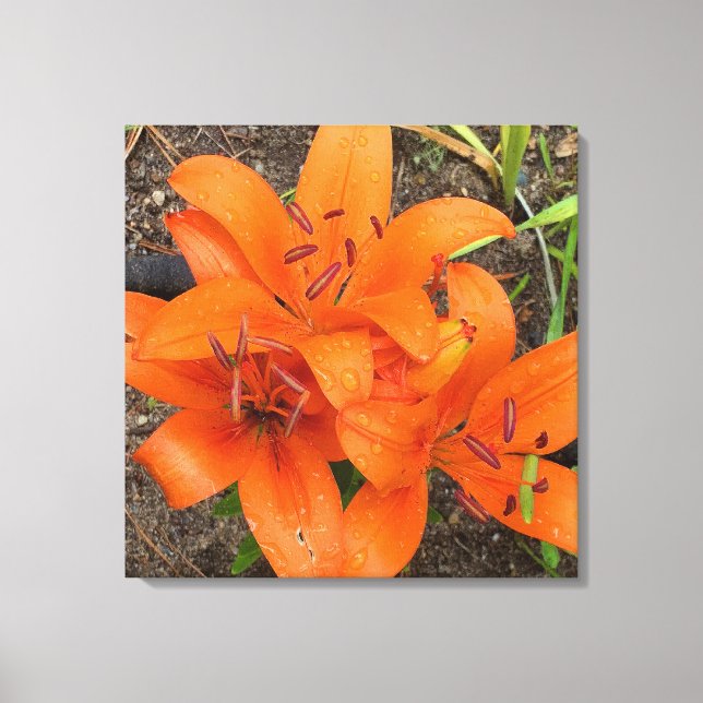 Bright Orange Daylily Photo Canvas Art (Framsida)