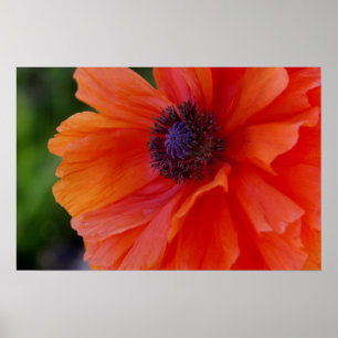 Bright Orange-diskett Poster