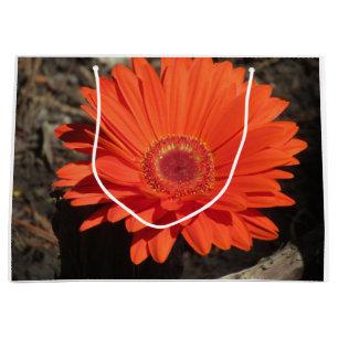 Bright Orange Gerbera Daisy Photo