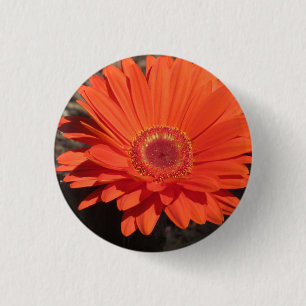Bright Orange Gerbera Daisy Photo Knapp