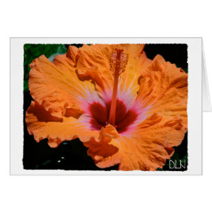 Bright Orange Hibiscus Flower/Blommigt Art/ OBS Kort