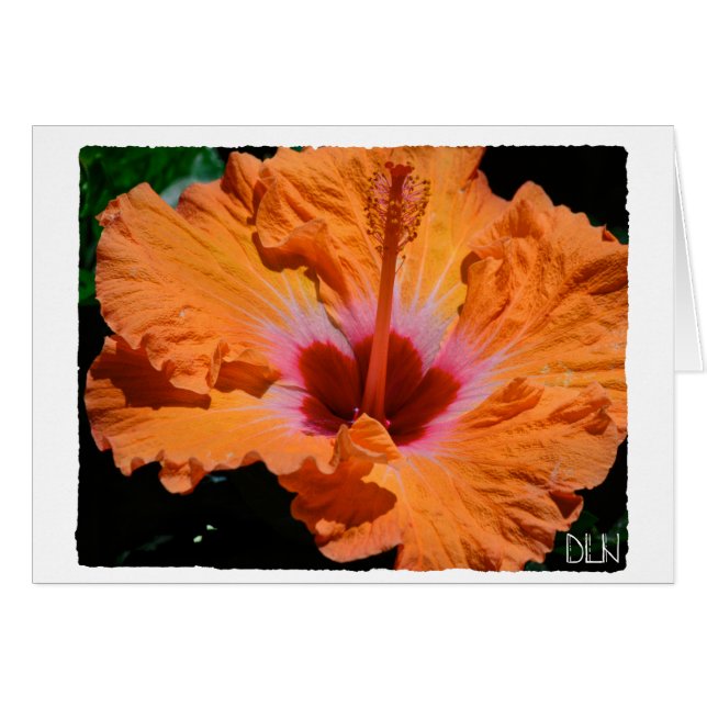 Bright Orange Hibiscus Flower/Blommigt Art/ OBS Kort (Framsidan Horizontal)