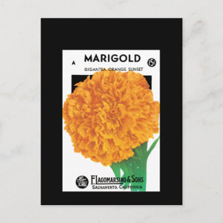 Bright Orange Marigold Vykort