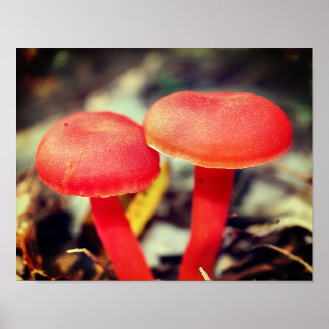 Bright Orange Mushroom Pair Close Up Poster (Framsidan)