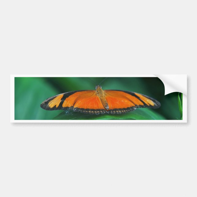 Bright Orange och Black Butterfly på Löv Bildekal (Framsidan)