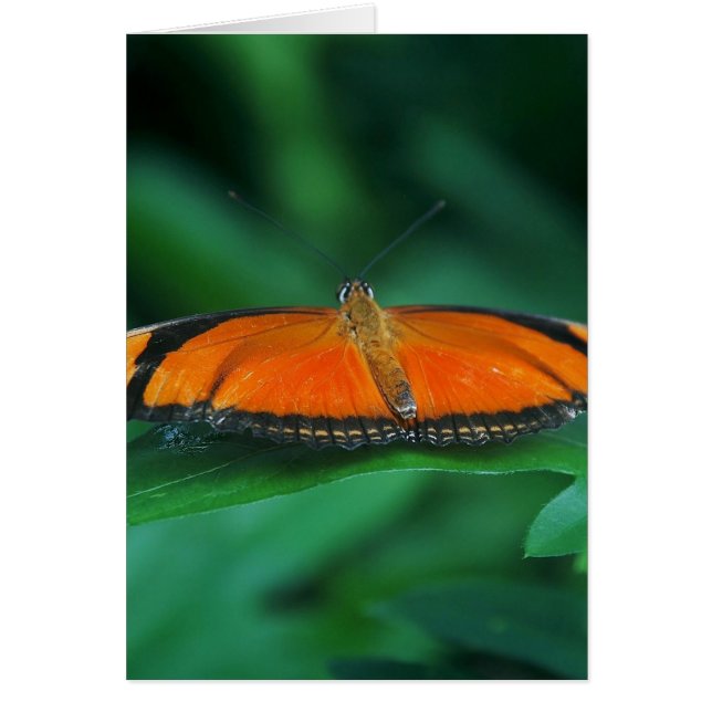 Bright Orange och Black Butterfly på Löv Hälsningskort (Framsidan)