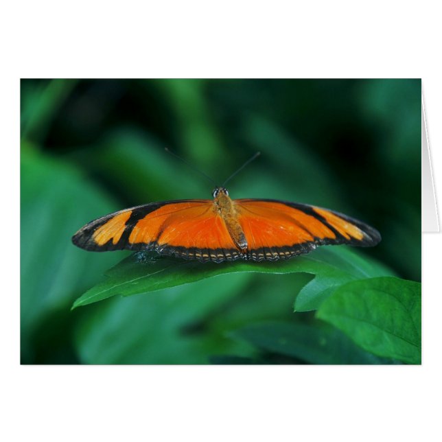 Bright Orange och Black Butterfly på Löv Hälsningskort (Framsidan Horizontal)