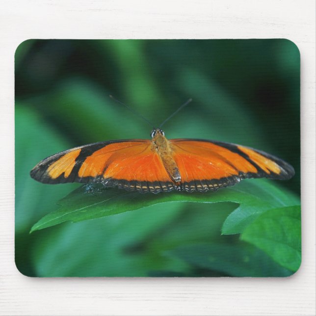 Bright Orange och Black Butterfly på Löv Musmatta (Framsidan)