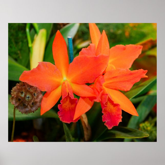 Bright Orange Orchid Poster (Framsidan)