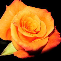 Bright Orange Ro