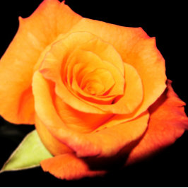 Bright Orange Ro Musmatta