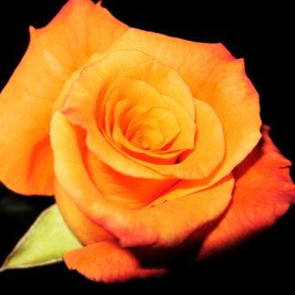 Bright Orange Ro Musmatta