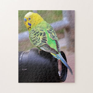 Bright Parakeet Bird på Camera Lens Pussel