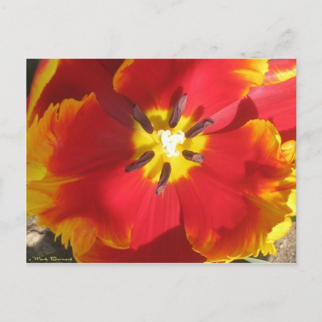 Bright Parrot Tulip Vykort (Framsida)